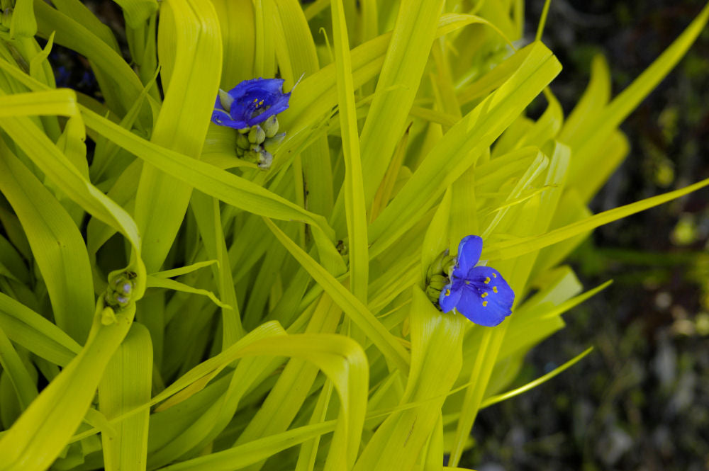 Sweet Kate Spiderwort (Tradescantia x andersoniana 'Sweet Kate') - 1 gallon -Ship Only