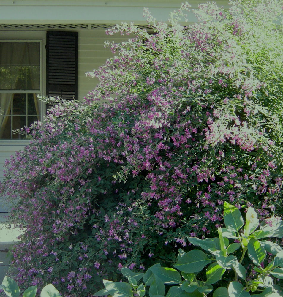 Gibraltar Bush Clover (Lespedeza thunbergii 'Gibraltar') - 3 gallon 15" -Ship Only