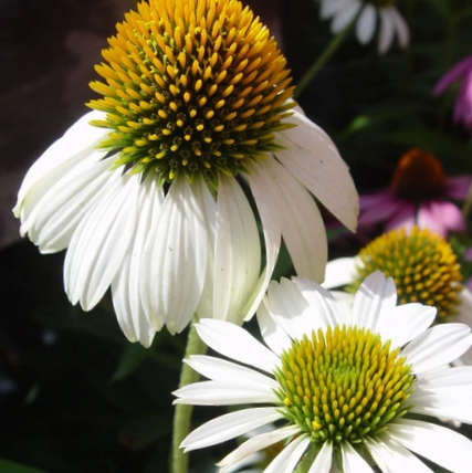 Echinacea Happy Star Coneflower (Echinacea purpurea 'Happy Star') - 1 gallon -Ship Only