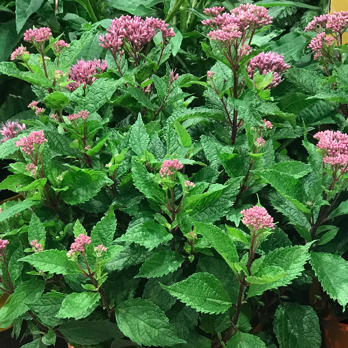 Euphoria™ Ruby Joe Pye Weed (Eupatorium P 'Euphoria Ruby') - 1 gallon -Ship Only
