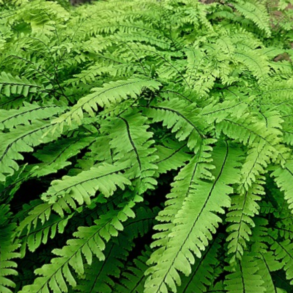 Five Finger Maidenhair Fern (Adiantum 'Five Finger Maidenhair') - 1 gallon -Ship Only