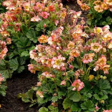 Geum Pretticoats™ Peach  (Geum pretticoats 'Peach') - 1 gallon -Ship Only