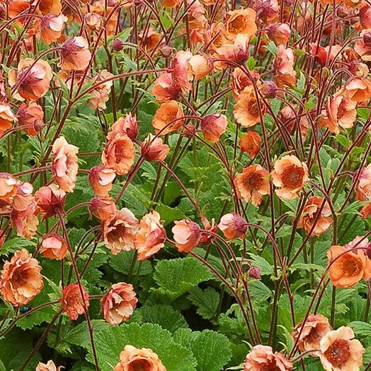 Tempo™ Orange Geum (Geum tempo 'Orange') - 1 gallon -Ship Only