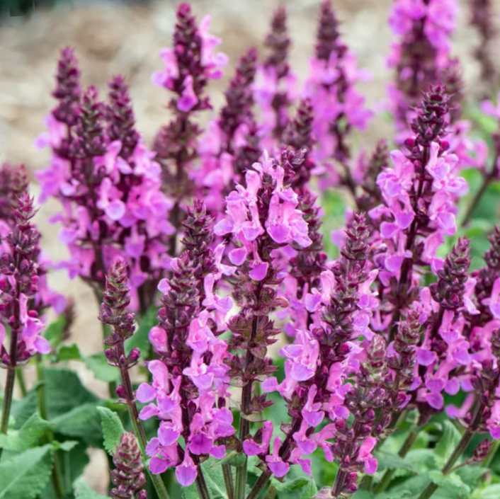 Rose Marvel Salvia (Salvia nemerosa 'Rose Marvel') - 1 gallon -Ship Only