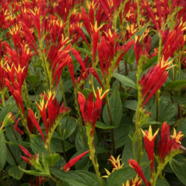 Little Redhead Indian Pink (Spigelia M 'Little Redhead') - 1 gallon -Ship Only