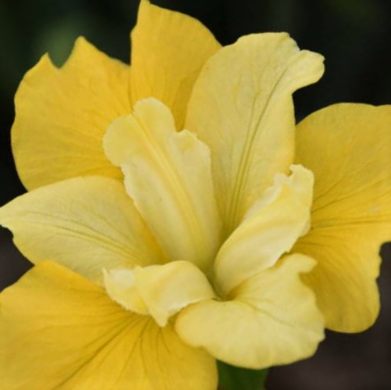 Sunfisher Siberian Iris (Iris siberica 'Sunfisher') - 1 gallon -Ship Only