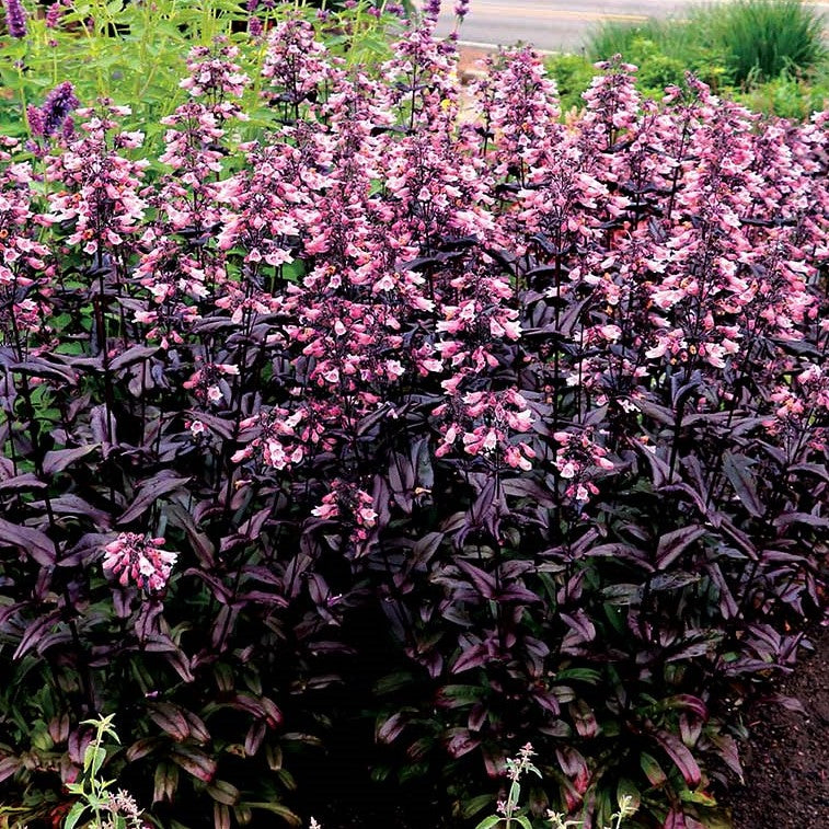 Dakota™ Burgundy Penstemon (Penstemon dakota 'Burgundy') - 1 gallon -Ship Only