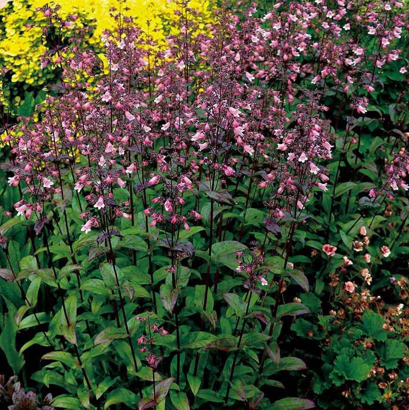 Dakota™ Verde Penstemon (Penstemon dakota 'Verde') - 1 gallon -Ship Only
