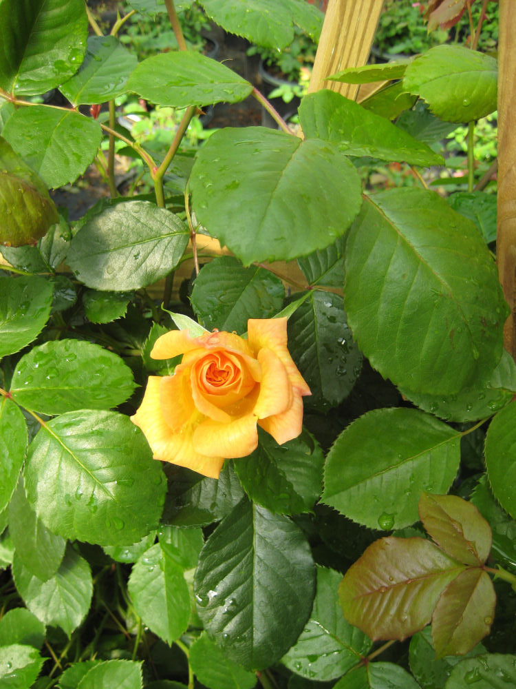 Garden Sun Climbing Rose (Rosa CL 'Garden Sun') - 2 gallon -Ship Only