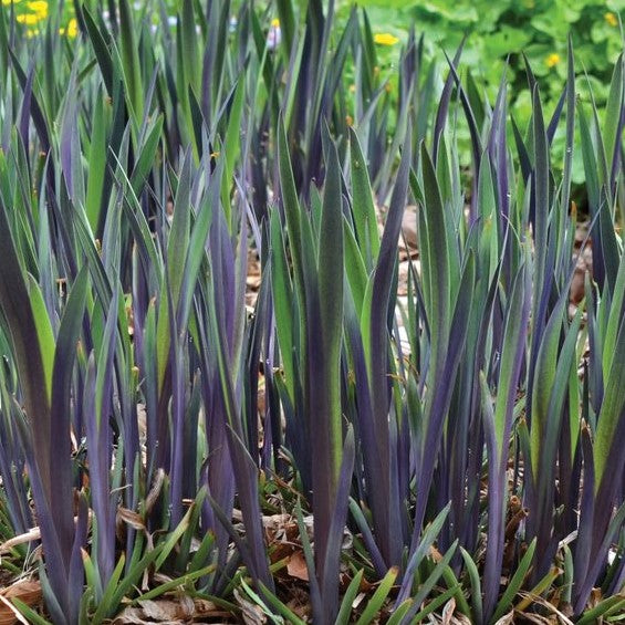 Purple Flame Iris (Iris versicolor 'Purple Flame') - 1 gallon -Ship Only