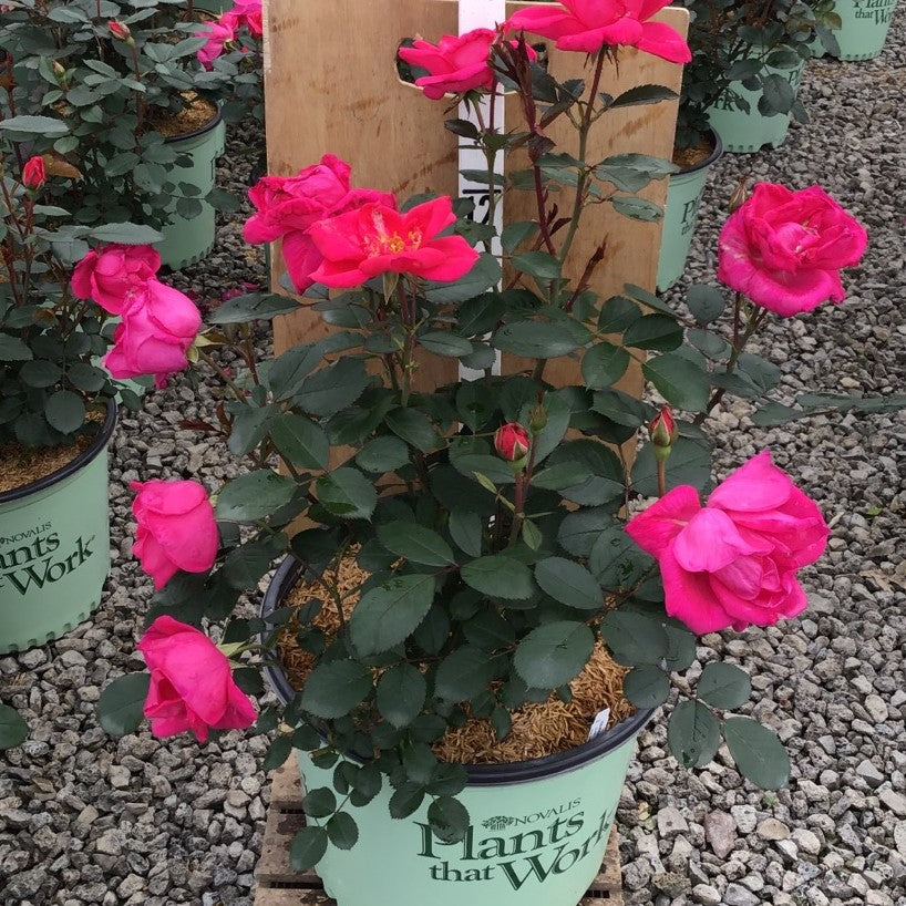 Rose Miracle on the Hudson™ Pink (Rosa miracle 'On The Hudson Pink') - 3 gallon -Ship Only