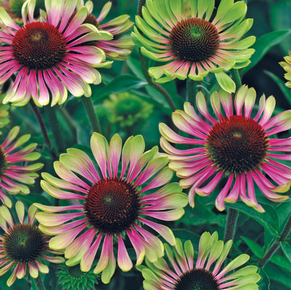 Echinacea Green Twister Coneflower (Echinacea purpurea 'Green Twister') - 1 gallon -Ship Only