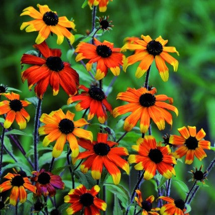 Rudbeckia Prairie Glow (Rudbeckia T. Prairie Glow) - 1 gallon -Ship Only