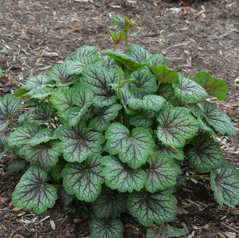 Green Spice Coral Bells (Heuchera americana 'Green Spice') - 1 gallon -Ship Only
