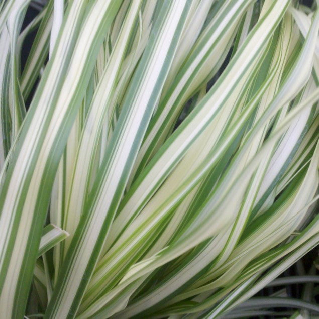 Lightning Strike™ Feather Reed Grass (Calamagrostis 'Cal. Lightning Strike') - 3 gallon -Ship Only