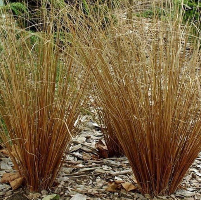 Leatherleaf Sedge (Carex 'Carex Firefox') - 1 gallon -Ship Only