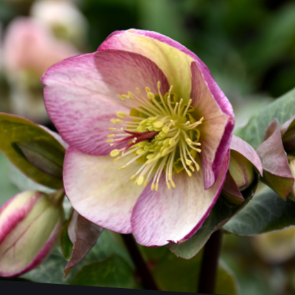 Glenda’s Gloss Lenten Rose (Helleborus 'Frostkiss Glendas Gloss') - 1 gallon -Ship Only