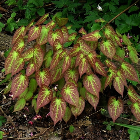 Rubrum Red Barrenwort (Epimedium x 'Rubrum') - 1 gallon -Ship Only