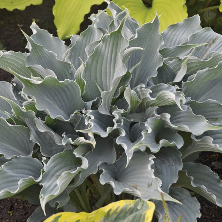 Shadowland® 'Waterslide' Hosta (Hosta shadowland 'Waterslide') - 1 gallon -Ship Only