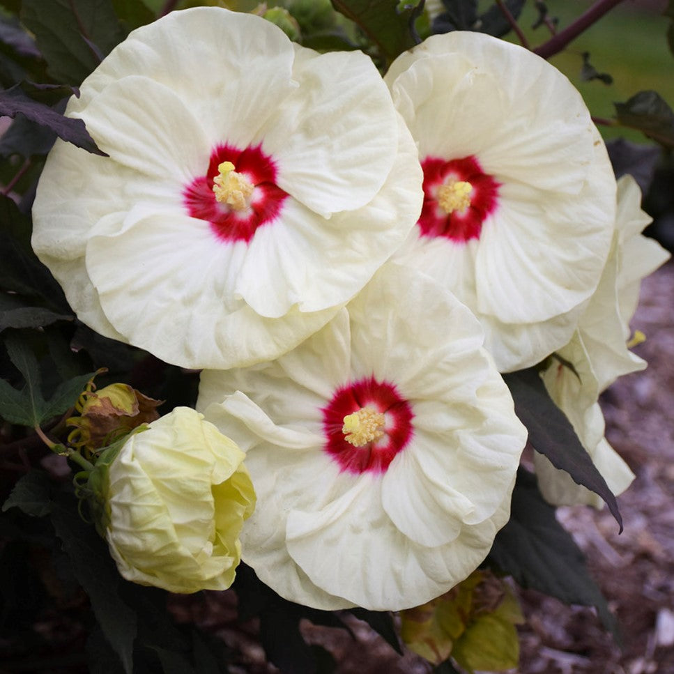 Summerific® 'French Vanilla' Rose Mallow (Hibiscus x 'Summerific French Vanilla') - 2 gallon -Ship Only