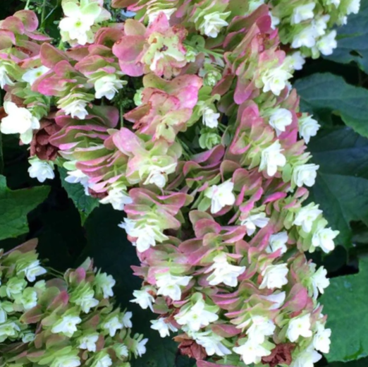 Snowcicle Oakleaf Hydrangea (Hydrangea quercifolia 'Snowcicle') - 3 gallon -Ship Only