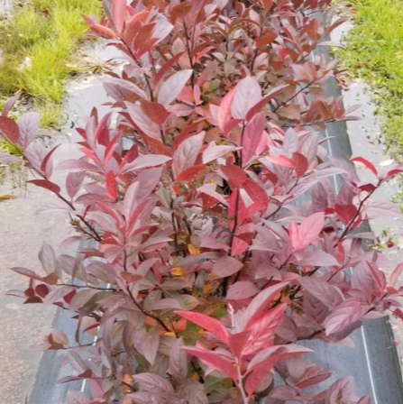 Itea Fountains of Rouge™ Virginia Sweetspire (Itea fountains 'Of Rouge') - 3 gallon -Ship Only