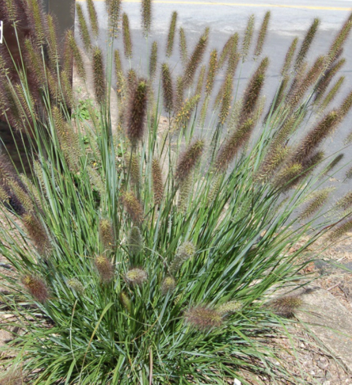 Cayenne™ Fountain Grass (Pennisetum 'Pe. Al. Cayenne') - 2 gallon -Ship Only