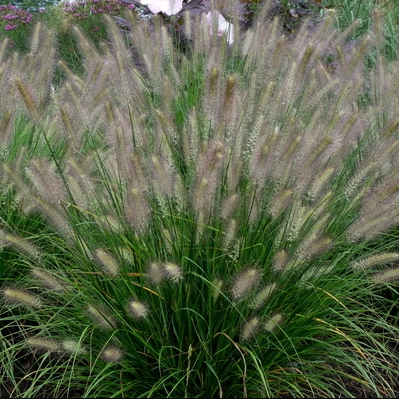 Grass Hush Puppy™ (Pennisetum 'Pe. Al. Hush Puppy') - 2 gallon -Ship Only