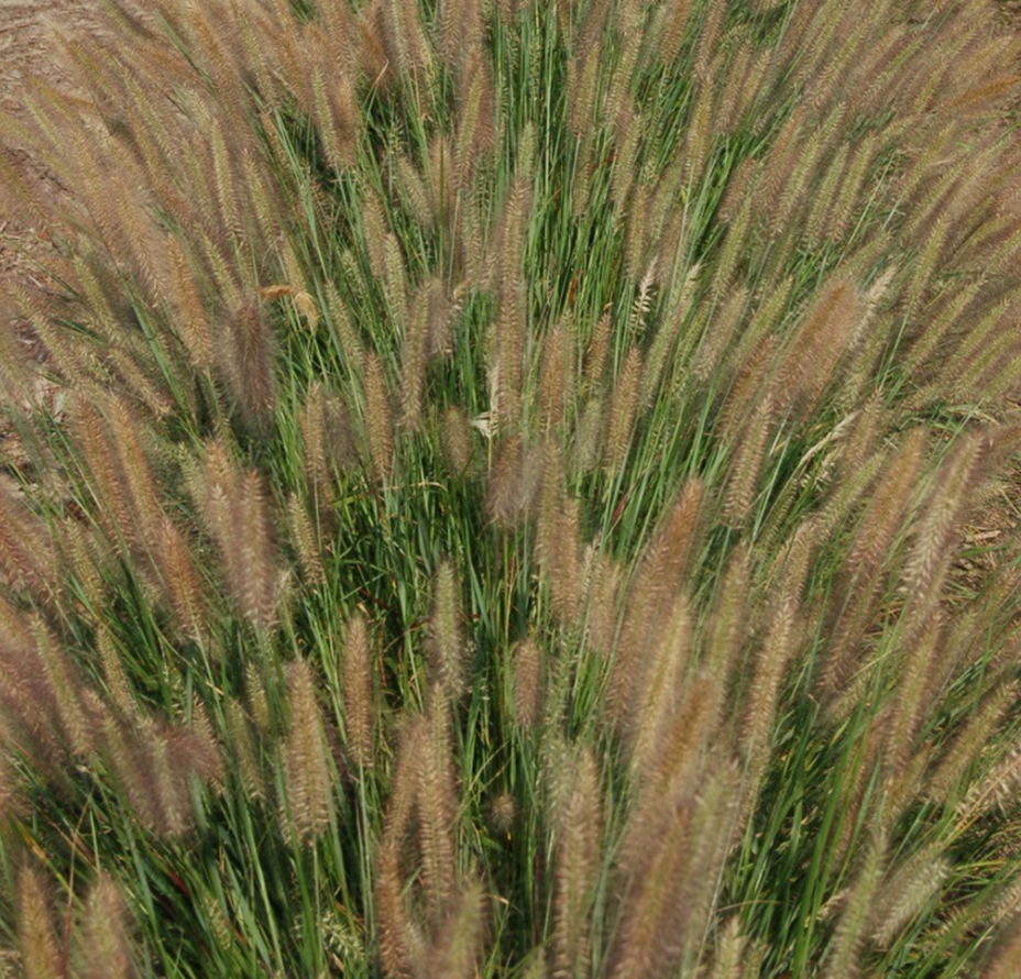 Jambalaya Fountain Grass (Pennisetum 'Pe. Al. Jambalaya') - 2 gallon -Ship Only