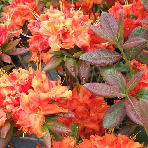 Azalea Fireball (Azalea 'Exbury Fireball') - 3 gallon 15" -Ship Only