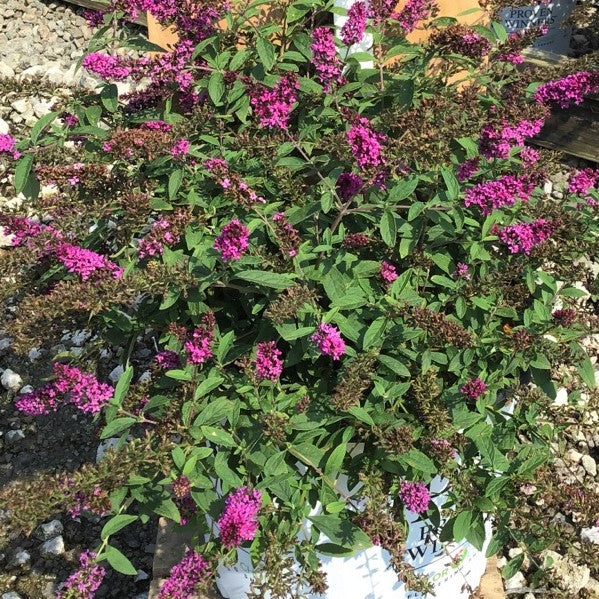 Lo & Behold Ruby Chip® Butterfly Bush (Buddleia 'Lo-Behold Ruby Chip') - 3 gallon -Ship Only