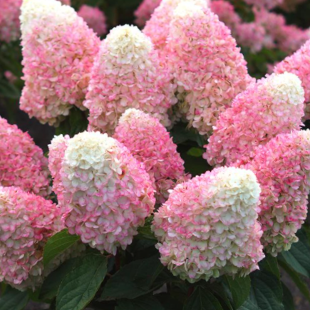 WorryFree® Love-A-Lot™ Pink Hydrangea (Hydrangea 'P Love-A-Lot Pink Rp10') - 3 gallon -Ship Only