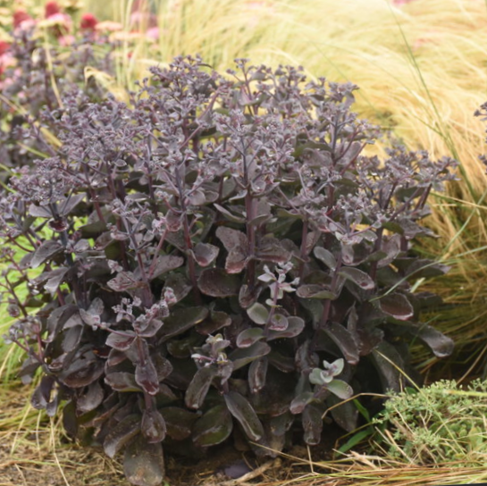 Rock 'N Grow® 'Back in Black' Stonecrop (Sedum back 'In Black') - 1 gallon -Ship Only
