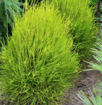 Franky Boy Arborvitae (Thuja occidentalis 'Franky Boy') - 3 gallon 15" -Ship Only