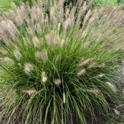 Praline™ Fountain Grass (Pennisetum 'Pe. Al. Praline') - 2 gallon -Ship Only