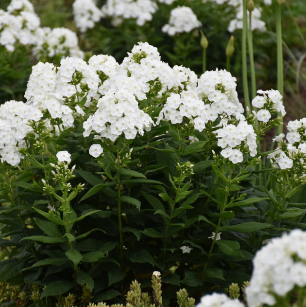 Luminary® 'Backlight' Tall Garden Phlox (Phlox P 'Luminary Backlight') - 1 gallon -Ship Only