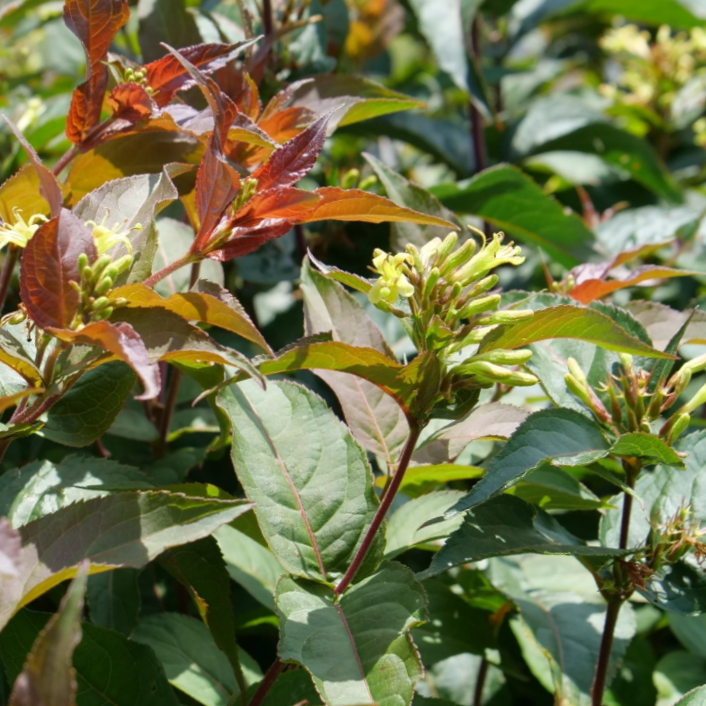 Ru-Bee Wren® Mountain Bush Honeysuckle (Diervilla lonicera 'Ru-Bee Wren') - 3 gallon -Ship Only