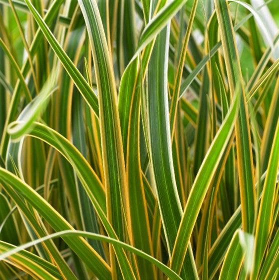 Grass Carex EverColor® Everglow (Carex 'Carex Everglow') - 1 gallon -Ship Only
