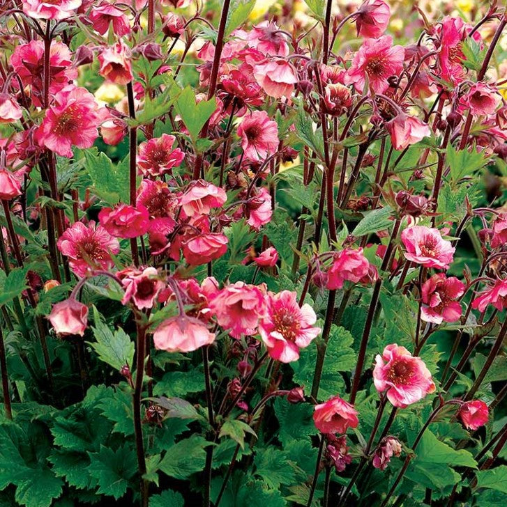 Geum Tempo™ Rose (Geum tempo 'Rose') - 1 gallon -Ship Only
