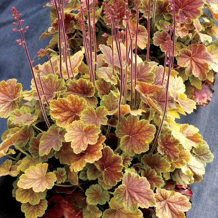 Northern Exposure™ Sienna Coral Bells (Heuchera 'Northern Exp. Sienna') - 1 gallon -Ship Only
