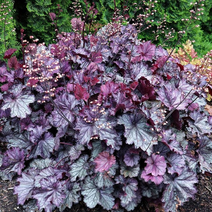 Northern Exposure™ Purple Coral Bells (Heuchera 'Northern Exp. Purple') - 1 gallon -Ship Only
