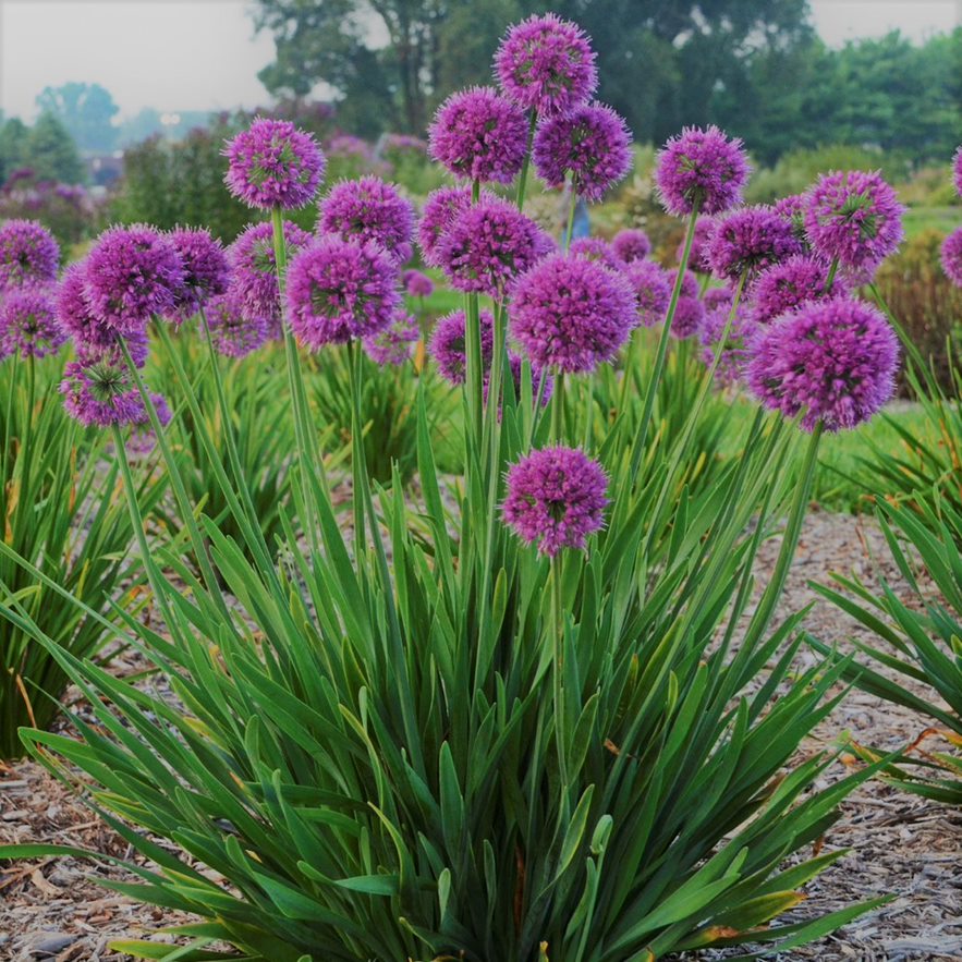 Lavender Bubbles Ornamental Onion (Allium 'Lavender Bubbles') - 1 gallon -Ship Only