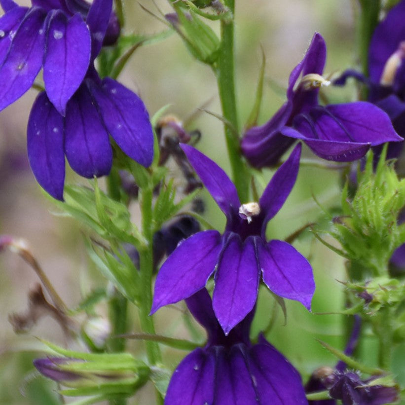 Starship™ Blue Cardinal flower (Lobelia starship 'Blue') - 1 gallon -Ship Only