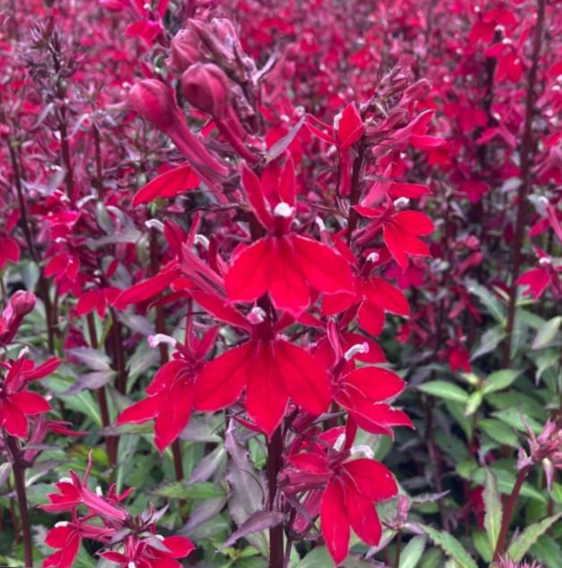 Starship™ Burgundy Cardinal Flower (Lobelia starship 'Burgundy') - 1 gallon -Ship Only