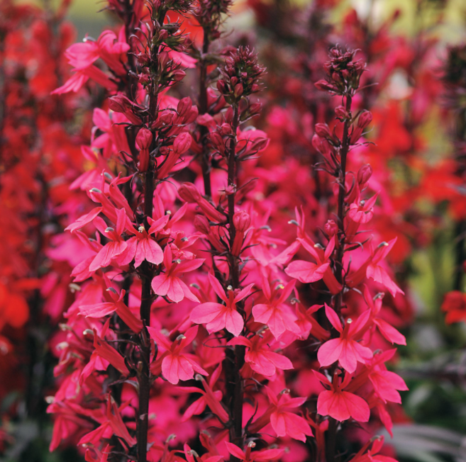 Starship Deep Rose Cardinal flower (Lobelia starship 'Rose') - 1 gallon -Ship Only