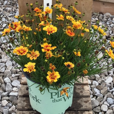 Coreopsis Lil Bang™ Fire Wheel (Coreopsis x 'Lil Bang Fire Wheel') - 1 gallon -Ship Only