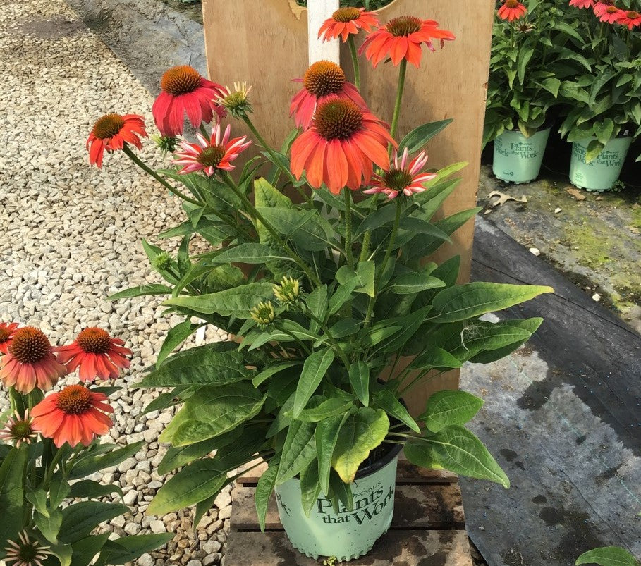 Artisan™ Red Ombre Coneflower (Echinacea artisan 'Red Ombre') - half gallon -Ship Only