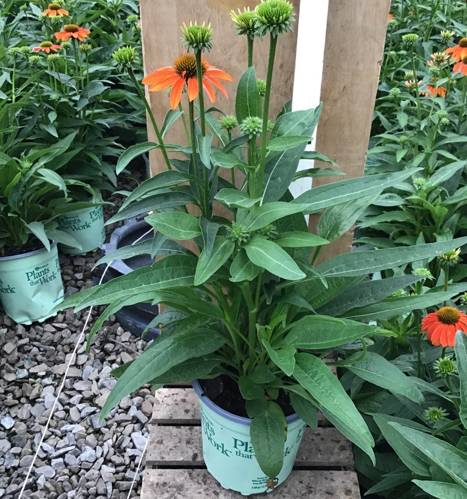 Artisan™ Soft Orange Coneflower (Echinacea artisan 'Soft Orange') - half gallon -Ship Only