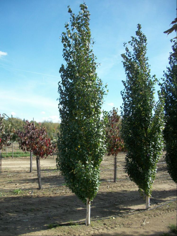 Parkland Pillar® Birch (Betula platyphylla 'Parkland Pillar') - 3 gallon -Ship Only