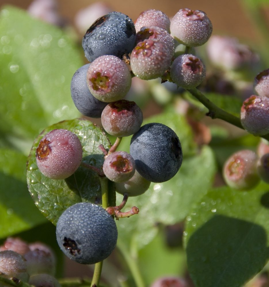 Patriot Highbush Blueberry (Vaccinium patriot 'Patriot') - 1 gallon 10" -Ship Only
